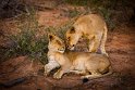 011 Timbavati Private Game Reserve, leeuwen